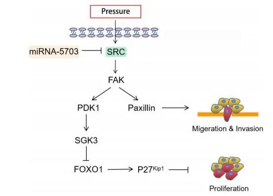 壓力響應(yīng)型 miRNA - 5703 的過(guò)表達(dá)抑制壓力誘導(dǎo)的肝癌生長(zhǎng)和轉(zhuǎn)移